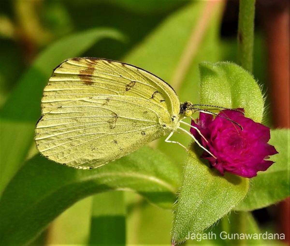 Eurema blanda Boisduval, 1836